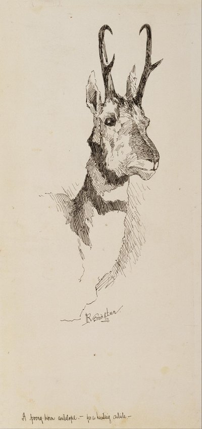 A Pronghorn Antelope by Frederic Remington